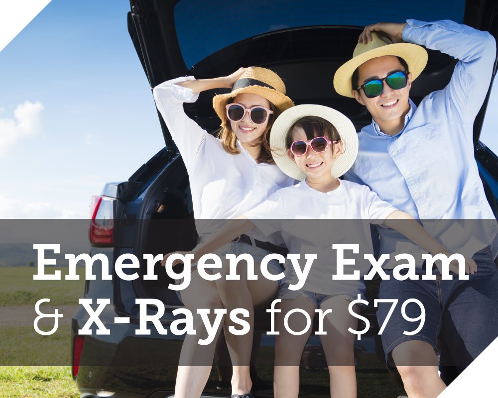 Exam and X-Rays for $39